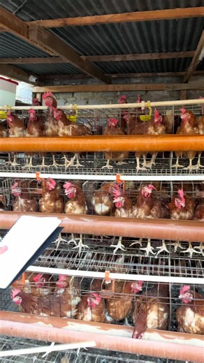 🤣🤣🤣#chelldemagician