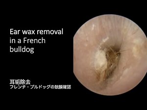 Ear wax removal in a French bulldog
