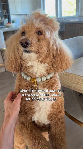 JAZZY🐾 the Fashion Doodle and dog mom Krista Robinson on Instagram: "Plot twist: she’s not in love… she’s hungry 🤤 haha or maybe both (hopefully)🥰 #goldendoodle #doodletales #doodlepup #goldendoodles #goldendoodlelove #goldendoodlelife #doglife #goldendoodlepup"