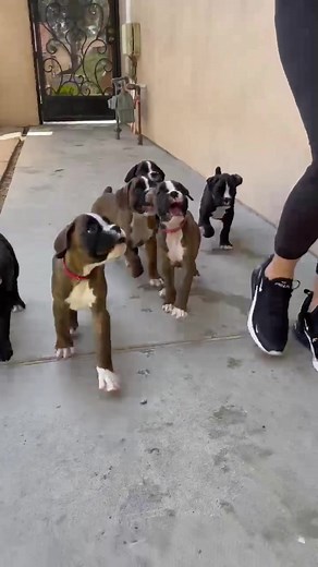 firehouseboxers on TikTok