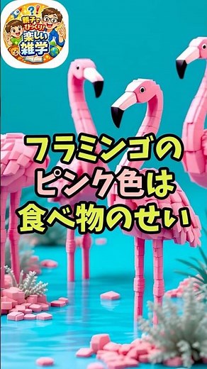 ねぇ、知ってる？フラミンゴって、実は生まれたばかりの時は赤くないんです。 #楽しい雑学 #プチ知識 #動物雑学