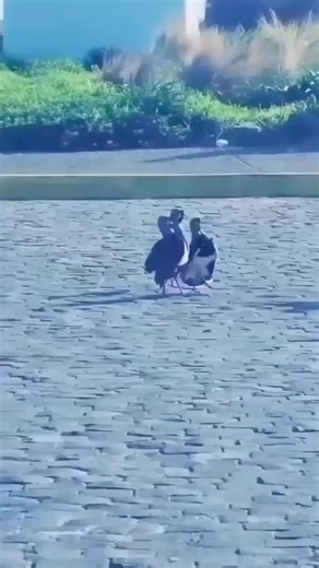 1.1K views · 71 reactions | The roots in folk dance can be found in bird mating rituals.  #DancingBirds #BirdDance #FeatheredFriends #BirdsOfInstagram #BirdWatching #BirdLovers #AvianAdventures #BirdBehavior #CuteBirds #BirdStagram #FunnyBirds #BirdLife #BirdsInMotion #BirdVideos #NatureLovers | Metalbird USA | Facebook