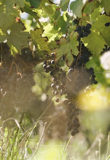 Explore the Beautiful Château Teillac Winery Experience