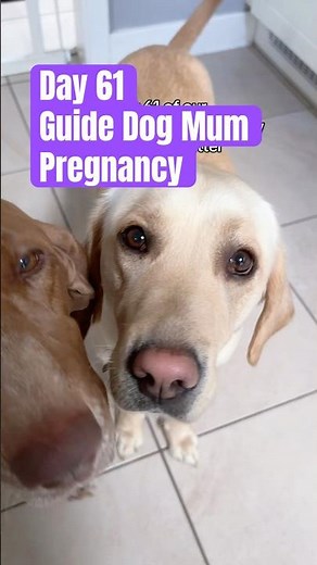 Day 61 of our Guide Dog Mum’s pregnancy | Signs of labour