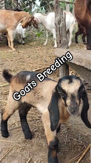 Goats Breeding In Small Goat Farm In Nepal #viral #goatfarming #trendingtales #viraltoday #garohills