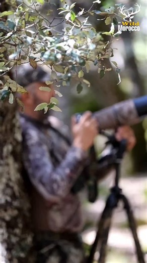 Abdelghani Mida🐾 on Instagram‎: "طائر يساهم في تلقيح النباتات A bird that contributes to plant pollination #moroccowild #wildlife #animals #bird"‎