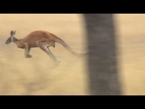 Footage of a big Red Kangaroo jumping quickly through the arid, dry Australian outback!