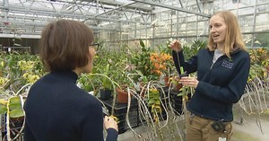 Chicago Tonight | Orchids' Diversity Magnified at Chicago Botanic Garden Show | Season 2023