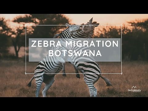 The Great Zebra Migration of Botswana.