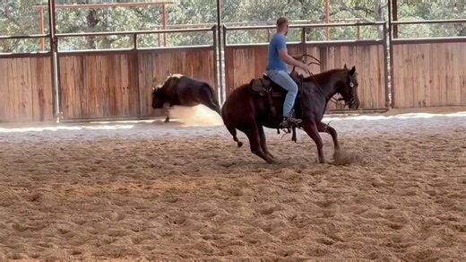 Looking for your next 2026 futurity standout? 𝐇𝐮𝐦𝐦𝐢𝐧𝐠𝐛𝐲𝐫𝐝 is a talented prospect with everything it takes to stand out in the show pen. 𝐇𝐮𝐦𝐦𝐢𝐧𝐠𝐛𝐲𝐫𝐝 2023 Sorrel Mare Reyzin The Cash x Desire To Play https://bid.817horsesales.com/ui/auctions/150141/21764694 This talented and exceptionally cowy 2 Year Old mare has all the ability and presence anyone could hope for. She is a half-sister to Honeybeez, successfully shown by Justin White, and carries the same proven genetics and n