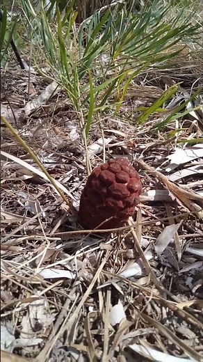 Coontie seed cone (Zamia integrifolia) #florida