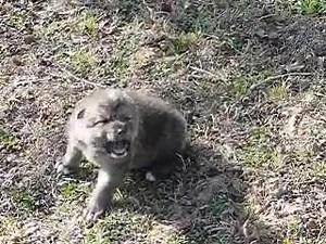 12K views · 343 reactions | Found this archived video of 4 of our 2007 wolf pups howling in chorus for the first time at 2 weeks old. <3 | Wolf Howl Animal Preserve, LLC | Facebook