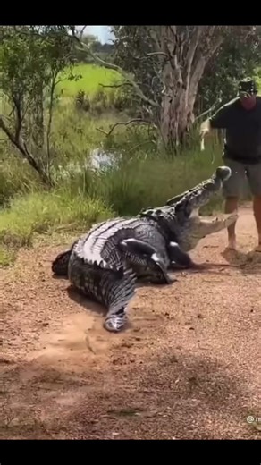 Unusual Encounter with a Crocodile in Australia