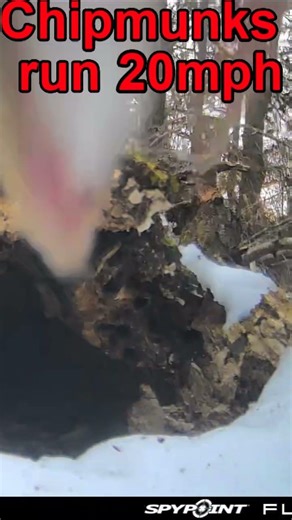 Insane Chipmunk Speed Caught on Tape #wildlife #shorts