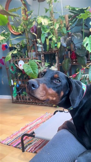 Replying to @Nerdie&Kitties I used to think my tomato frogs from Madagascar were loud. Tokay is way louder 🦎 #tokaygecko #gecko