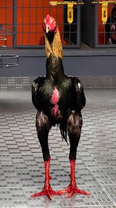 8K views · 422 reactions | favourite galwa java……..! #maidulfollowers #indianpatta #fbreels2025ツ #everyoneシ゚ #reelschallenge #highlightsシ゚ #ffffffyyyyyyppppp | Maidul Islam | Facebook