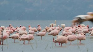 Lesser Flamingo - Phoeniconaias minor the smallest species of flamingo bird, in sub-Saharan Africa and northwestern India, pink to red long legged water bird, bathing and feeding in the lake