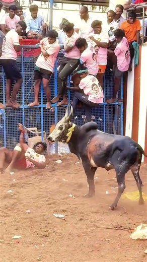 🔥🔥😈 Very fire dangerous game in Tamilnadu pongel festival change the language and see #tamizha #tam