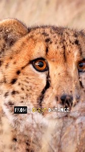 28K views · 338 reactions | This week Elleri’s back with more wild cheetah facts, from built-in sun protection to baby fluff that hides cubs from danger! ✨ Let’s learn what makes their look so wildly smart! Catch the full video on our YouTube channel! #PlanYourAdventure #WildlifeEducation #NaturalBridgeWildlifeRanch #Cheetahs #UpClose | Natural Bridge Wildlife Ranch | Facebook