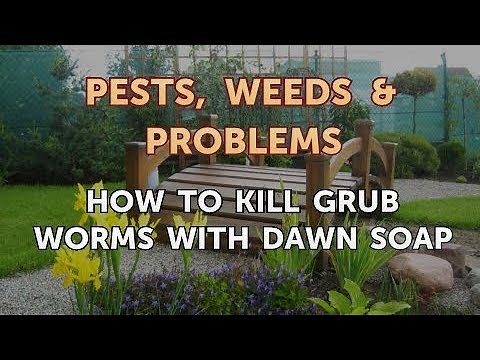 How to Kill Grub Worms With Dawn Soap