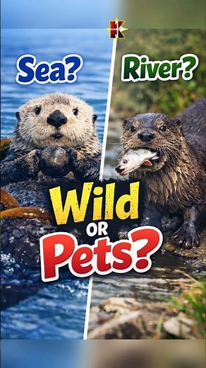 Are Otters Ocean Animals or River Animals? #animals