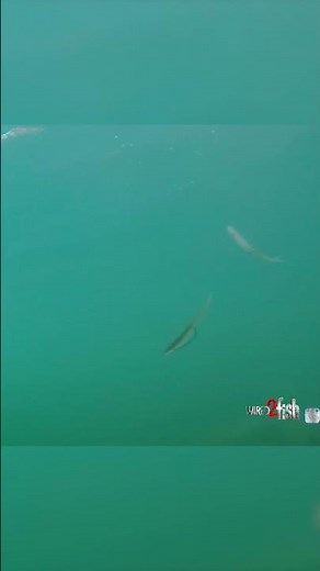 The Donkey Rig: Underwater Footage #shorts