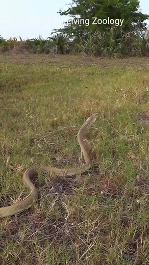 10K views · 168 reactions | 1 of the most venomous snake in Africa #interesting | Chris | Facebook
