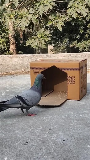 DIY Cardboard Box Pigeon Trap