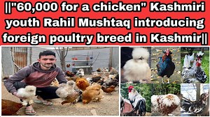 153K views · 8.2K reactions | ||"60,000 for a chicken" Kashmiri youth Rahil Mushtaq introducing foreign poultry breed in Kashmir|| #Kashmir #KashmiriYouth #foreignchicken #breeds #business #MBA #jkas #jammukashmir #rahilmushtaq | Enquirer Today News | Facebook