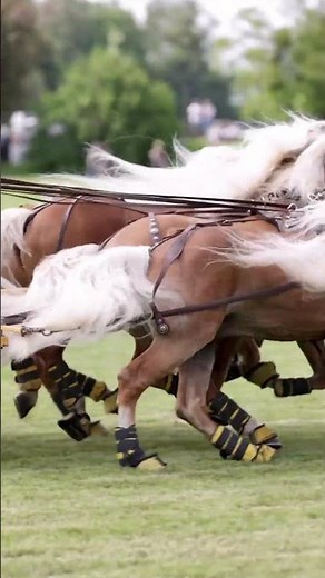 Haflinger Luber auf der Pferd International München 2022