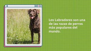 Beagador: todo lo que debes saber sobre este cruce