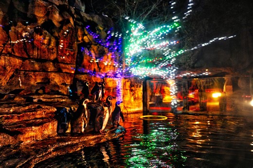 Akron Zoo closes daytime operations due to snow