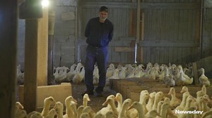 LI's 113-year-old duck farm to expand, modernize hatchery on 145-acre site