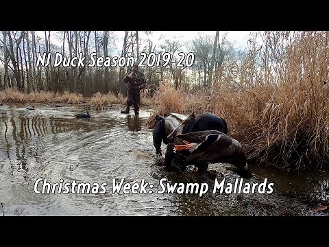 NJ Duck Hunting 2019 Christmas Week: Swamp Mallards