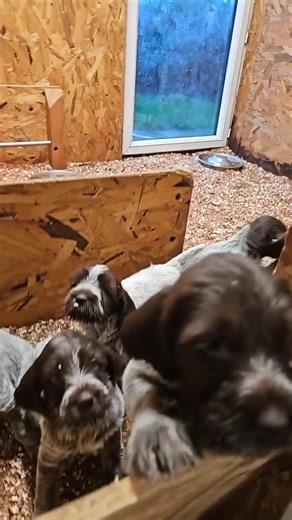 51K views · 1.3K reactions | Wirehaired Pointing Griffon | Wirehaired Pointing Griffon | Facebook