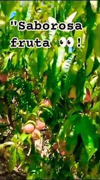 "ação anti -inflamatório capaz de reduzir o risco de doenças crônicas não transmissíveis."👀👍!