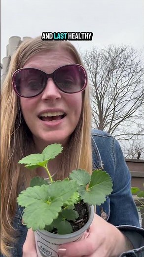 3 Things To Check Before Buying A Strawberry Plant