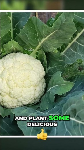 Plant These 10 Veggies This September! 🍂 Fall Gardening Guide