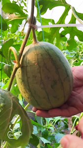 So satisfying when it cracking 🍉 | FruitFun