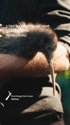 Our manu (birds) are some of the most precious locals in Aotearoa New Zealand. Humble brag… but they really are the best. 📍 Ōtorohanga Kiwi House, Waikato 📍 Tiritiri Matangi, Auckland 📍 Royal Albatross Centre, Dunedin 📍 Zealandia Ecosanctuary, Wellington Keen to spot them for yourself? Comment "Birding" and we’ll send you the guide. #NZMustDo #NZBucketList #FEEL100inNZ #TiakiPromise https://lnk.bio/s/BirdwatchingNZ 👉 @Oto_KiwiHouse @Visit_Zealandia @albatrosscentre 👈 | 100% Pure New Zealan