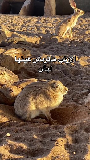 Rabbits in Desert: A Calm Natural Habitat Experience