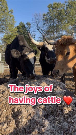 Finding Peace in Cattle Farming Moments