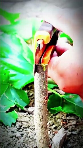 Grafting technology, just align the cambium, and leave the rest to time🌱#kalam #grafting #shorts