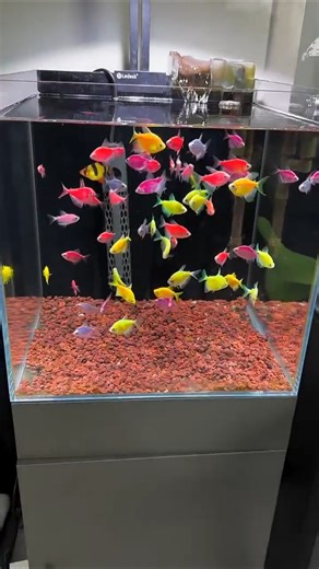 Fixing Cloudy Fish Tank Water #FishTankProblems #AquariumCare #WaterQuality #FishHealth #Shorts#900