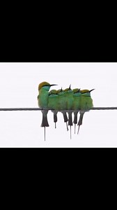 477K views · 10K reactions | Happy green bee eaters! #wintermorning #LittleRannOfKutch #greenbeeeater #rathikaramasamy #Birdwatching #birdlife | Rathika Ramasamy Photography | Facebook