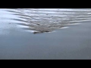 Megabass Giant Dog-X