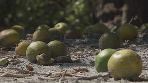 Are more people moving out of Florida than in? One study says 'yes'