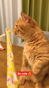 77Funny cat videos 🐈 funny cats video cute cat Cat Fun #shorts | Cute Animals Baby