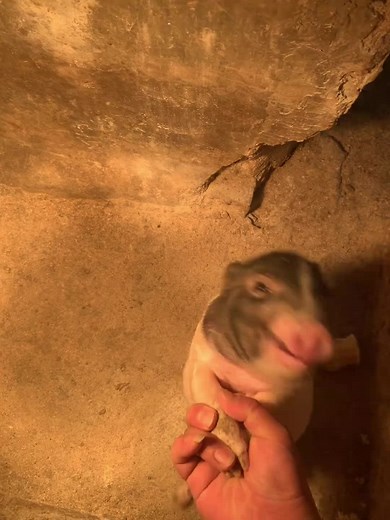 Heo Con Cười Vui Nhộn | Pig Funny Videos