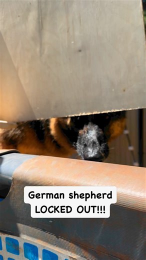 German shepherd is MAD he was LOCKED OUT!! #germanshepherd #germanshepherdsofinstagram #germanshepherdpuppy #gsd #gsdofinstagram #gsdlife #reels #reelsvideoシ | Zeus and Luna